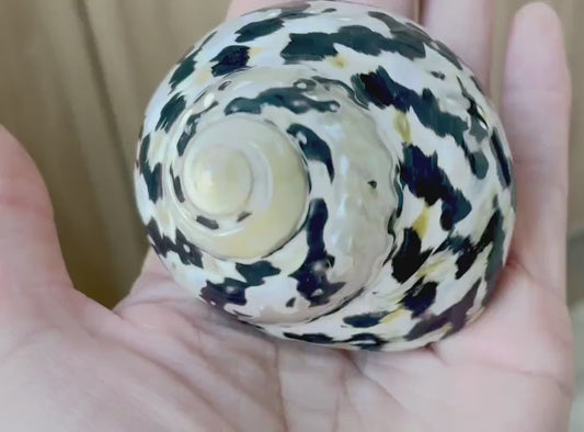 MAGPIE TURBO SHELLS 2.5-3" X-Large Naturally Polished Black White Display Hermit Crab Seashell