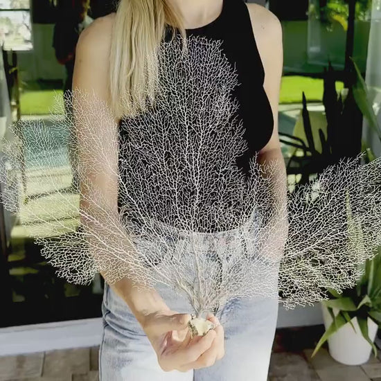 White 100% Natural Color Real Dried Sea Fans All Sizes 7-22" For Framing Ocean Reef Beach Coastal Décor Decoration Crafts Display
