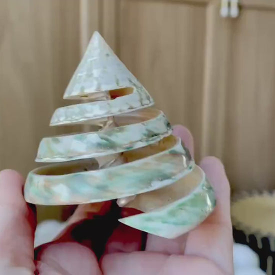 Green Spiral Cut Trochus Seashell: You Choose Size, Natural Shells Décor