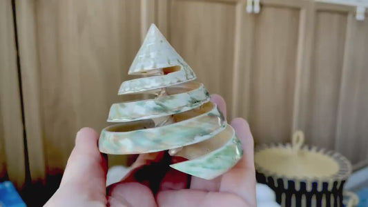 Green Spiral Cut Trochus Seashell: You Choose Size, Natural Shells Décor