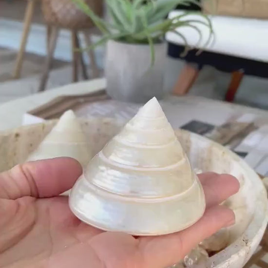 PEARLED TROCHUS SHELLS *All Sizes* Natural Irredescent Display Pyramid Top Seashells