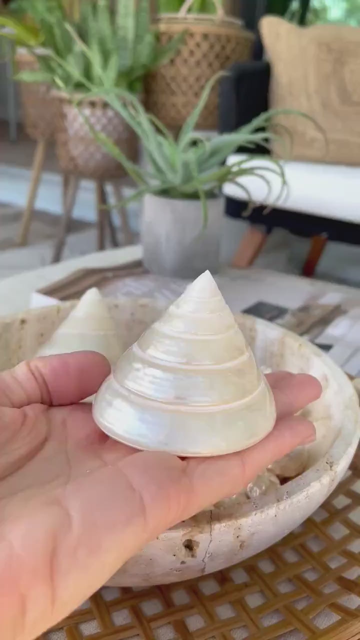PEARLED TROCHUS SHELLS *All Sizes* Natural Irredescent Display Pyramid Top Seashells