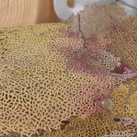 Real Natural Dried Sea Fan Pieces 4-6” Yellow beige Pink Color Beach Coastal Décor Decorative Crafts Art Bowl Filler