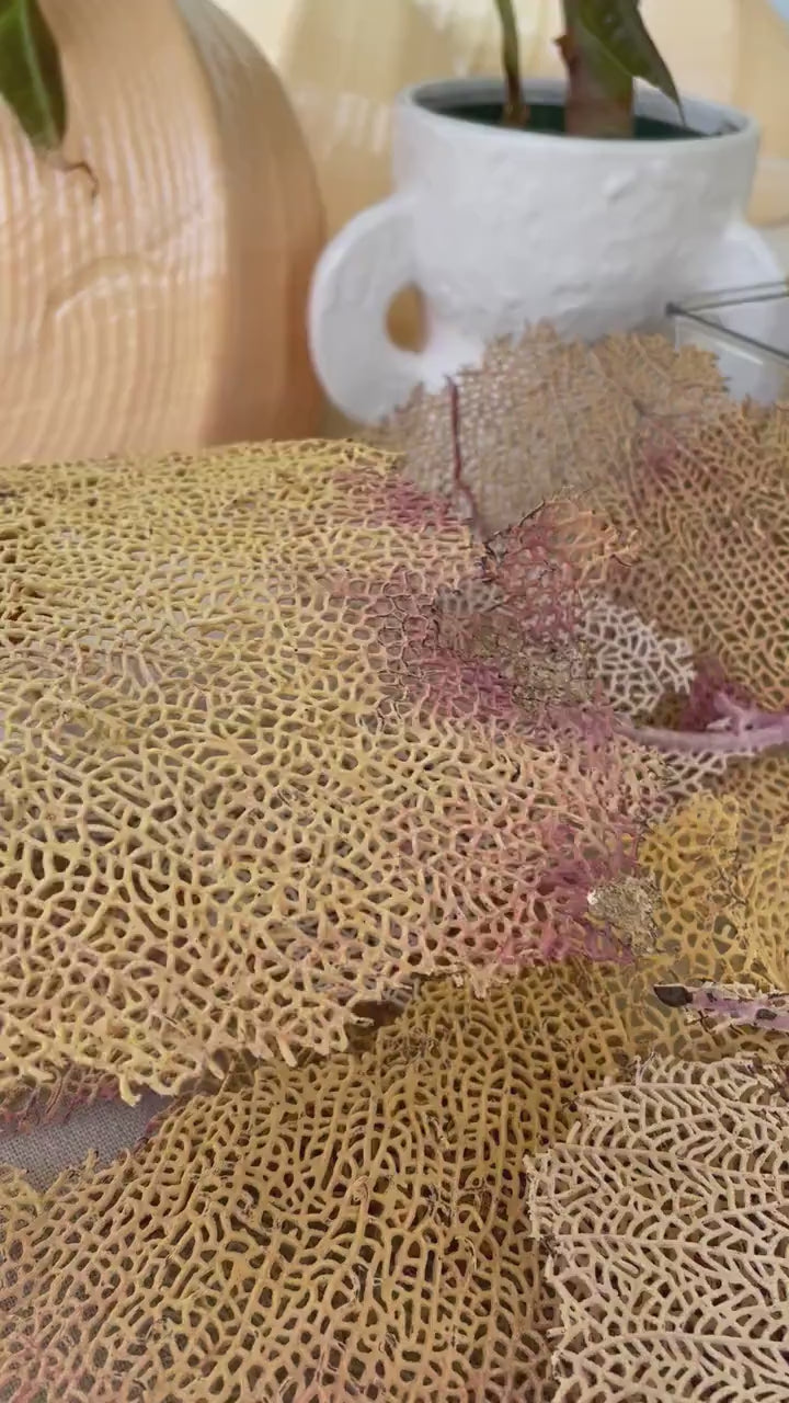 Real Natural Dried Sea Fan Pieces 4-6” Yellow beige Pink Color Beach Coastal Décor Decorative Crafts Art Bowl Filler