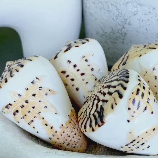 DESIGNER LETTERED CONE Shells 3.5" Hand Carved Design On Seashell Display Coastal Beach Gift