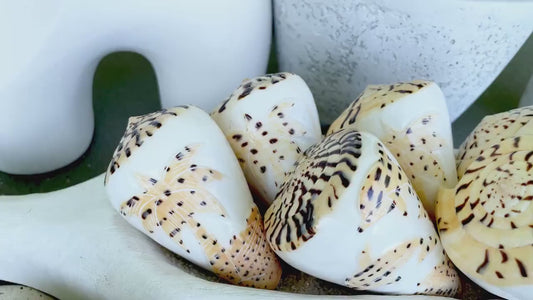 DESIGNER LETTERED CONE Shells 3.5" Hand Carved Design On Seashell Display Coastal Beach Gift