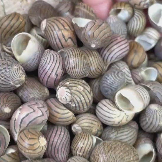 ZIG ZAG NERITE Shells *You Choose Quantity* 1/2"-3/4" Natural Striped Black Brown Small Snail Craft Seashells Coastal Beach Home Décor