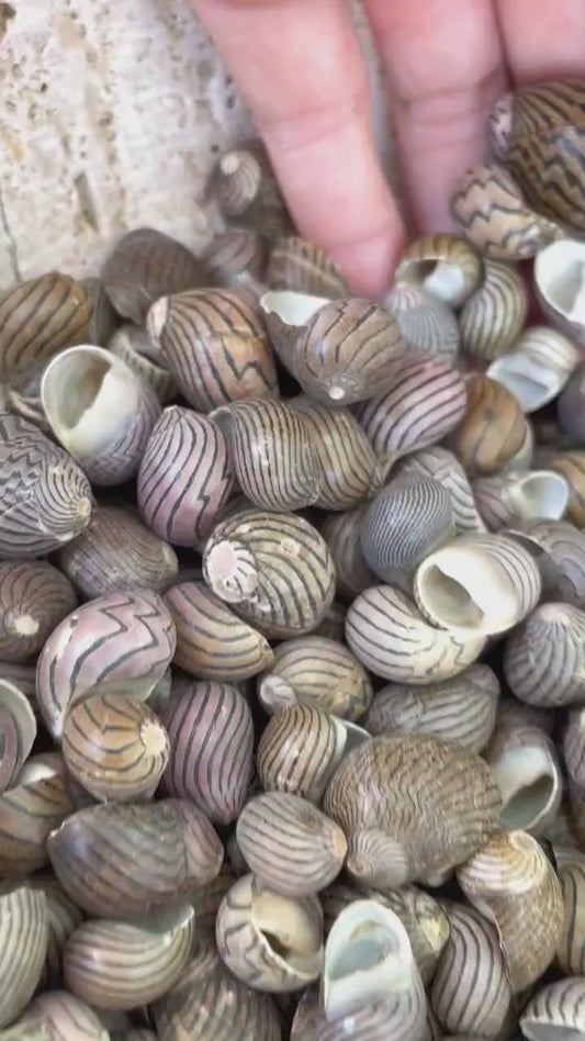 ZIG ZAG NERITE Shells *You Choose Quantity* 1/2"-3/4" Natural Striped Black Brown Small Snail Craft Seashells Coastal Beach Home Décor