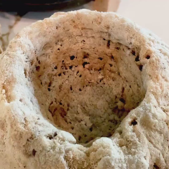 Giant Ridge Barrel Sponge Genuine Rare Preserved 9-10" Beach Ocean Oddities Seashell Collectors  Brown Sea Shells Xestospongia Testudinaria