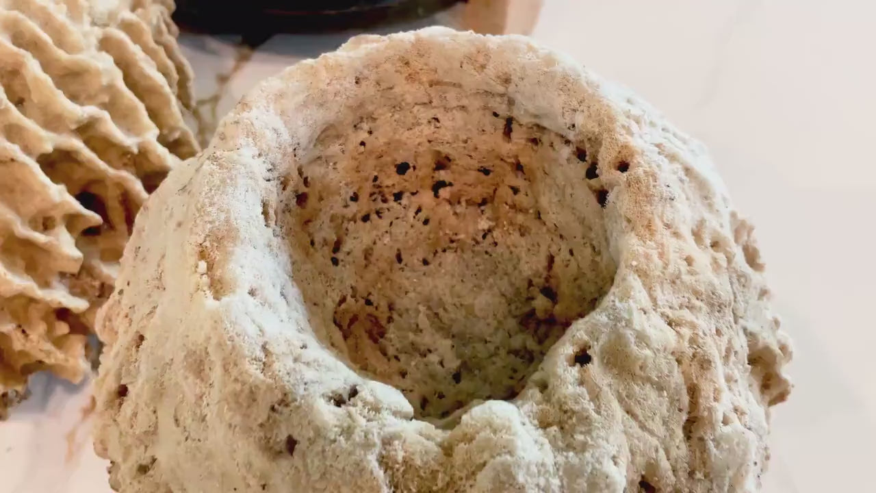 Giant Ridge Barrel Sponge Genuine Rare Preserved 9-10" Beach Ocean Oddities Seashell Collectors  Brown Sea Shells Xestospongia Testudinaria