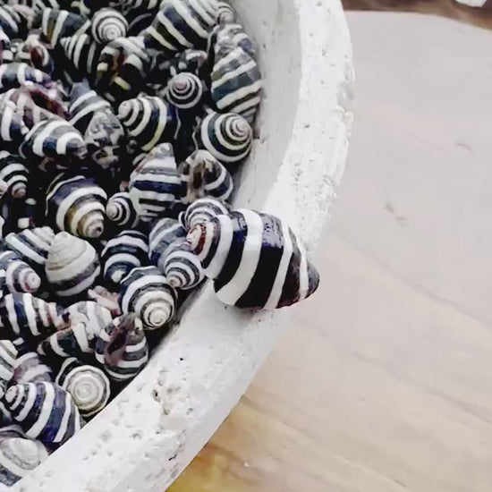 Bulk 100 BEEHIVE BUMBLEBEE SHELLS  1/4-1/2" *You Choose Quantity* Black White Tiny Craft Seashells