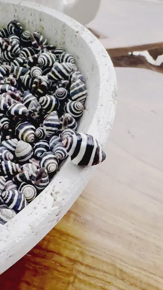Bulk 100 BEEHIVE BUMBLEBEE SHELLS  1/4-1/2" *You Choose Quantity* Black White Tiny Craft Seashells