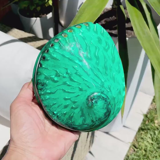 Green Abalone Seashell:  XL 5-5.5" Iridescent Coastal Décor, Sage Dish