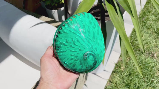 Green Abalone Seashell:  XL 5-5.5" Iridescent Coastal Décor, Sage Dish