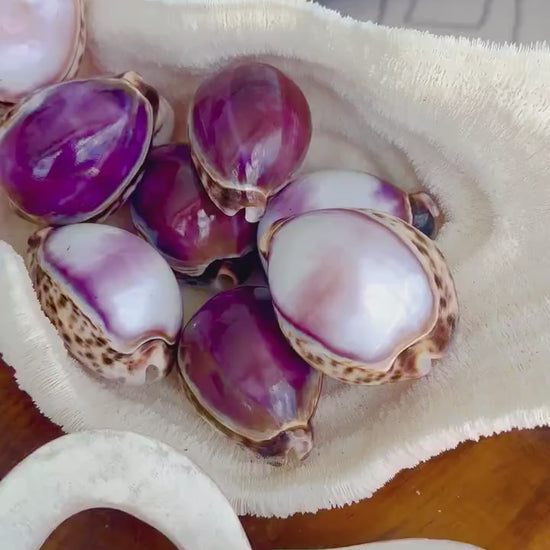 HUGE COWRIE SHELLS 3" *Purple or White* Natural Display Seashell Tiger Cowry