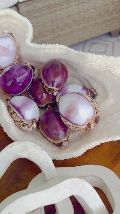HUGE COWRIE SHELLS 3" *Purple or White* Natural Display Seashell Tiger Cowry