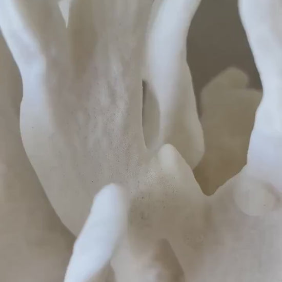 CACTUS CORAL White All Sizes Authentic Natural Real Sea Fossil Coastal Décor Ocean Beach House Organic Sustainable Nature Art Aquarium