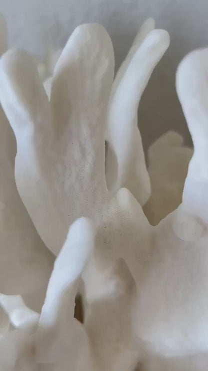 CACTUS CORAL White All Sizes Authentic Natural Real Sea Fossil Coastal Décor Ocean Beach House Organic Sustainable Nature Art Aquarium