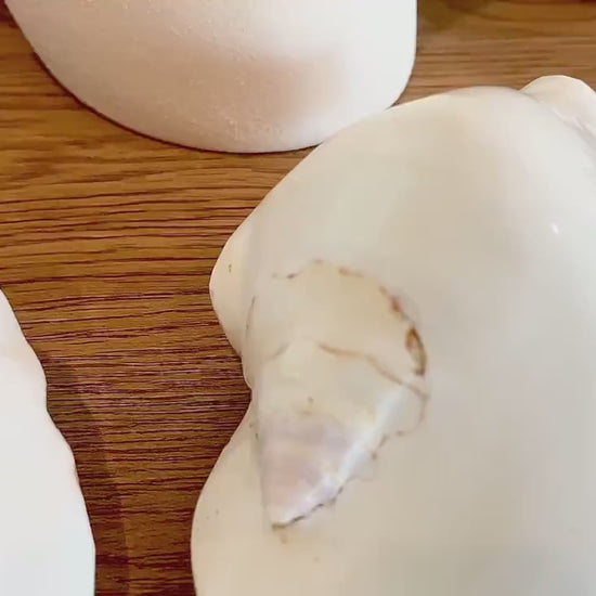 POLISHED WHITE LAMBIS Shells 4-5" High Shine Natural Display Seashell Coastal Décor