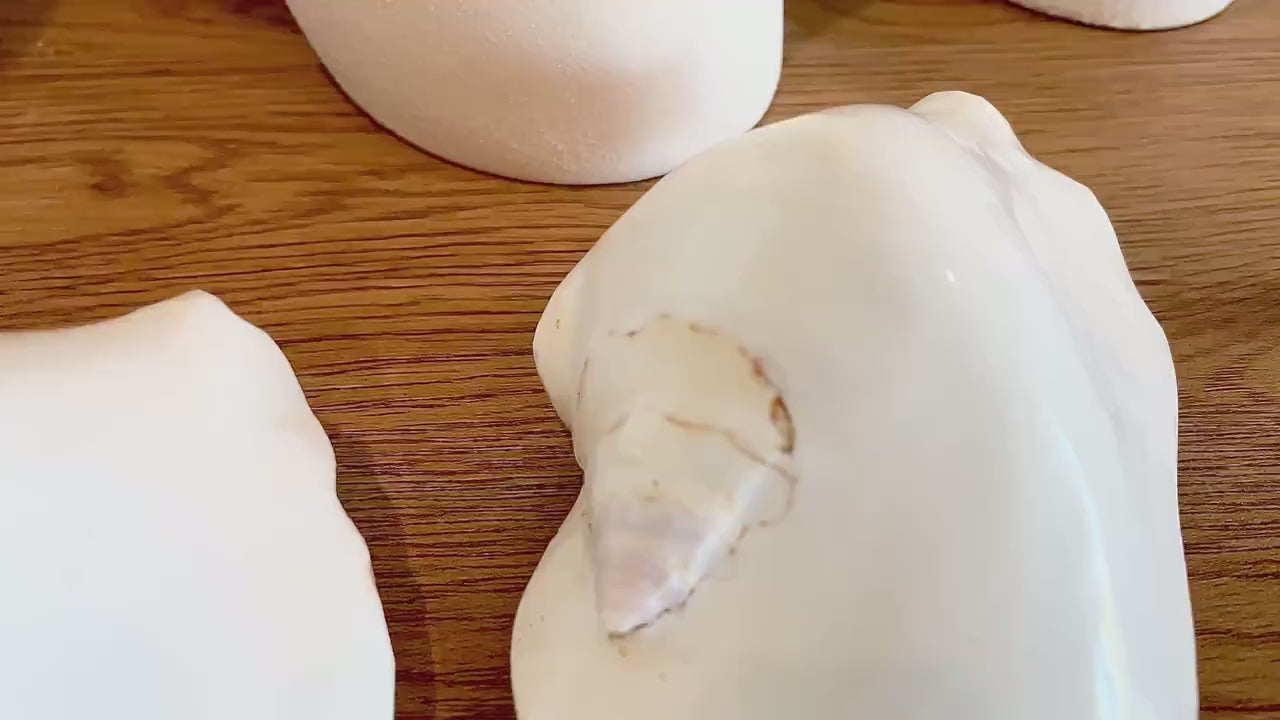 POLISHED WHITE LAMBIS Shells 4-5" High Shine Natural Display Seashell Coastal Décor