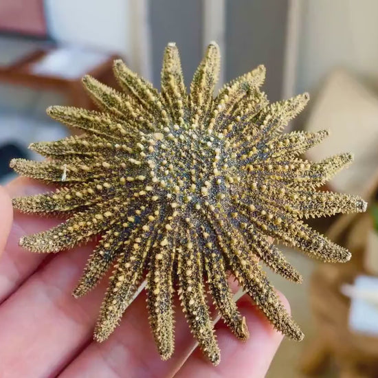 Mexican Sunflower Starfish Authentic 100% Real 2-5" *You Choose Size* Sea Star Wedding Décor Unique  Brown Beach Real Dried
