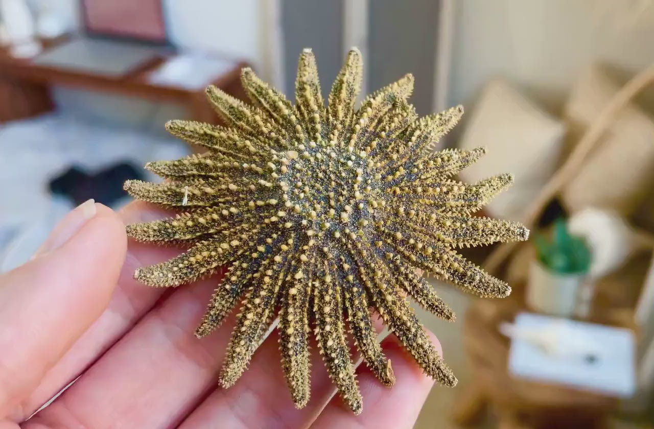 Mexican Sunflower Starfish Authentic 100% Real 2-5" *You Choose Size* Sea Star Wedding Décor Unique  Brown Beach Real Dried