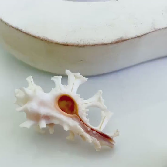 HOMALOCANTHA ANATOMICA ZAMBOI Murex Shell 1.5-2" Knobby White Pink Rare Display Seashell