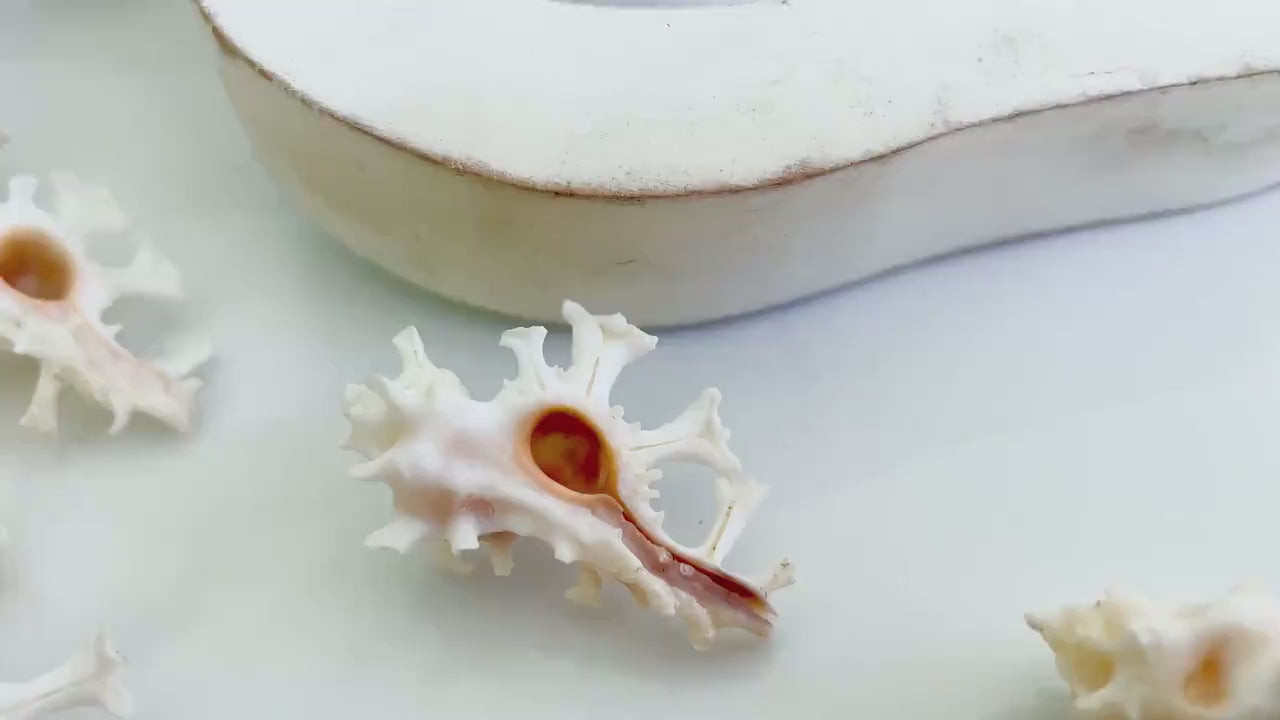 HOMALOCANTHA ANATOMICA ZAMBOI Murex Shell 1.5-2" Knobby White Pink Rare Display Seashell