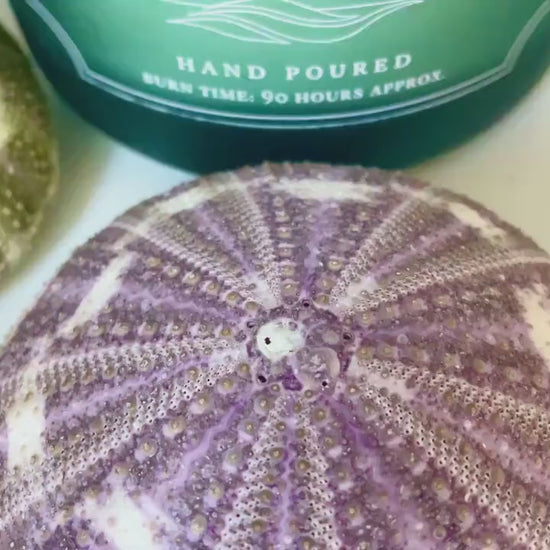 Gator Alfonso Sea Urchin Shells 3-5" Ideal For Air Plants Crafts Seashell Nautical Décor Beach Coastal Green Purple Striped Large