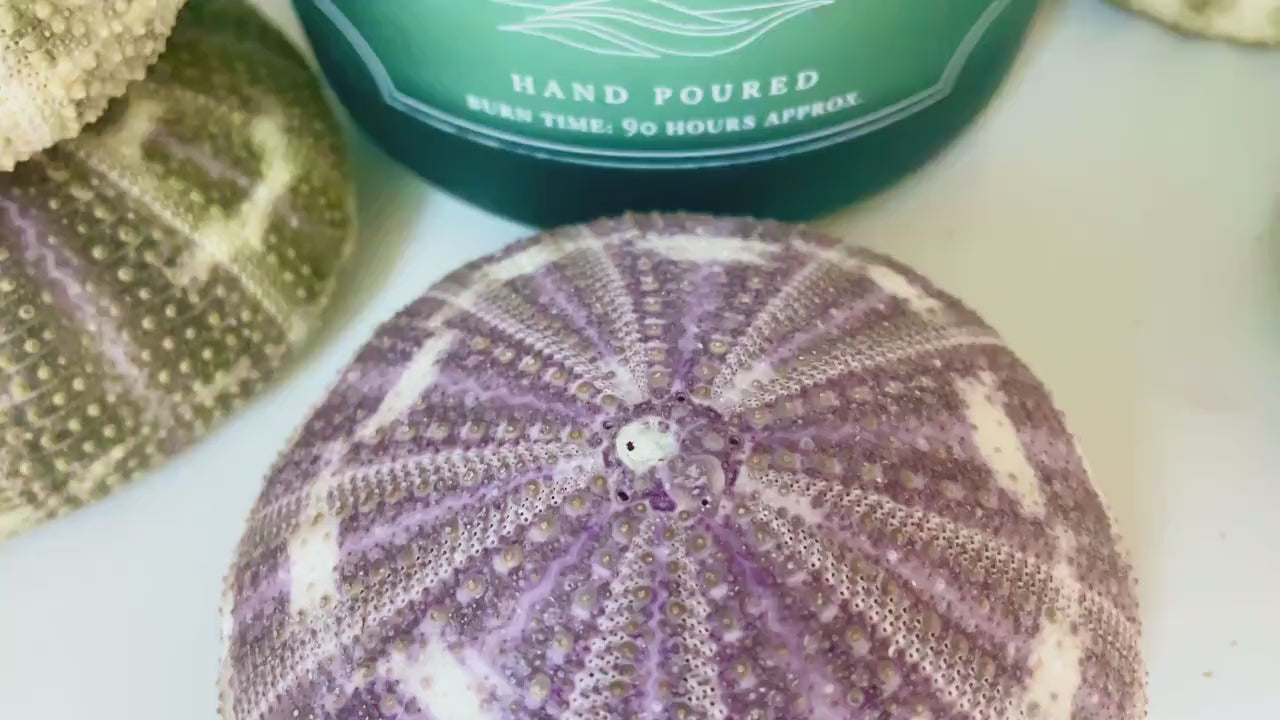 Gator Alfonso Sea Urchin Shells 3-5" Ideal For Air Plants Crafts Seashell Nautical Décor Beach Coastal Green Purple Striped Large