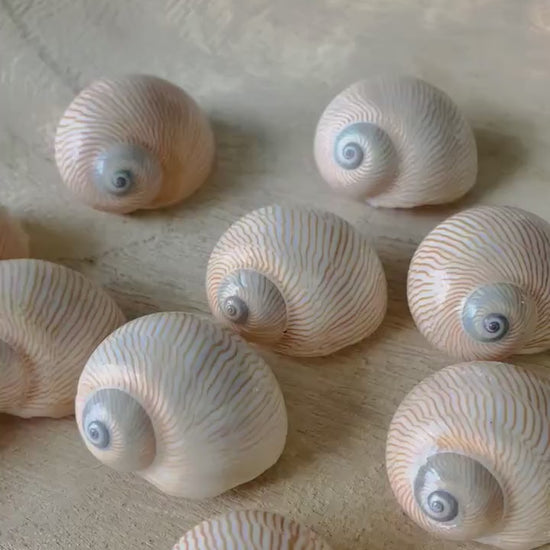 NAUTICA LINEATA Shells *You Choose Quantity* 1"-1.5" Moon Snail Small Craft Seashells Beige Blue Striped Coastal Beach Home Décor