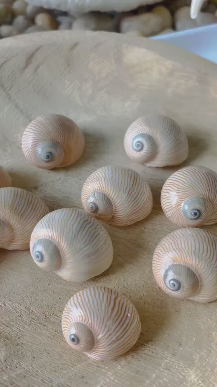 NAUTICA LINEATA Shells *You Choose Quantity* 1"-1.5" Moon Snail Small Craft Seashells Beige Blue Striped Coastal Beach Home Décor