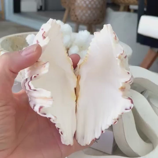 BEAR CLAW CLAM Shells 4-5" Paired Seashell Open Natural White Display Seashell Ring Box Beach Crafts