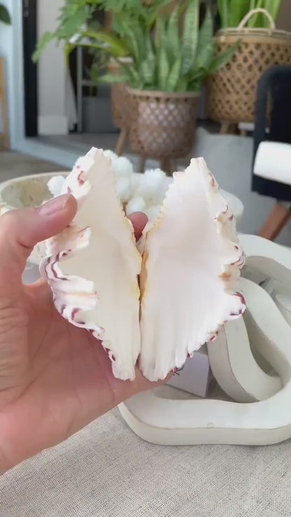 BEAR CLAW CLAM Shells 4-5" Paired Seashell Open Natural White Display Seashell Ring Box Beach Crafts