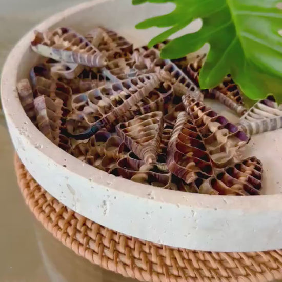 AUGER CENTER SLICES Cut Shells *You Choose Quantity* Christmas Tree Shaped 2.5-3" Telescope Center Cut Natural Brown Small Craft Shells