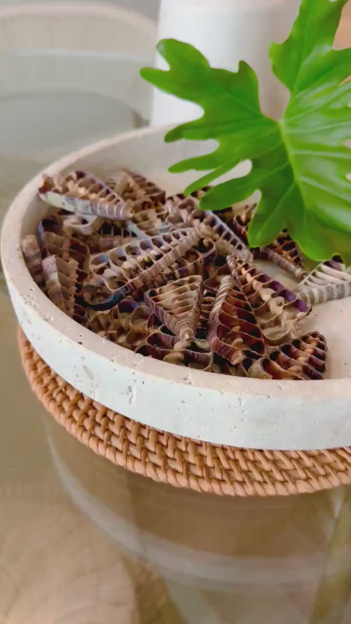 AUGER CENTER SLICES Cut Shells *You Choose Quantity* Christmas Tree Shaped 2.5-3" Telescope Center Cut Natural Brown Small Craft Shells