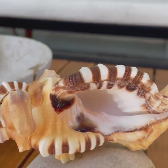 PERRY TRITON SHELL *All Sizes* Natural Orange Brown Display Seashell Coastal Beach Cymatium Conch