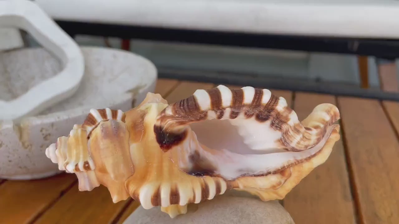 PERRY TRITON SHELL *All Sizes* Natural Orange Brown Display Seashell Coastal Beach Cymatium Conch