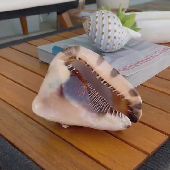 KING HORNED HELMET Shell *All Sizes* Natural Brown Patterned Display Seashell Coastal Décor