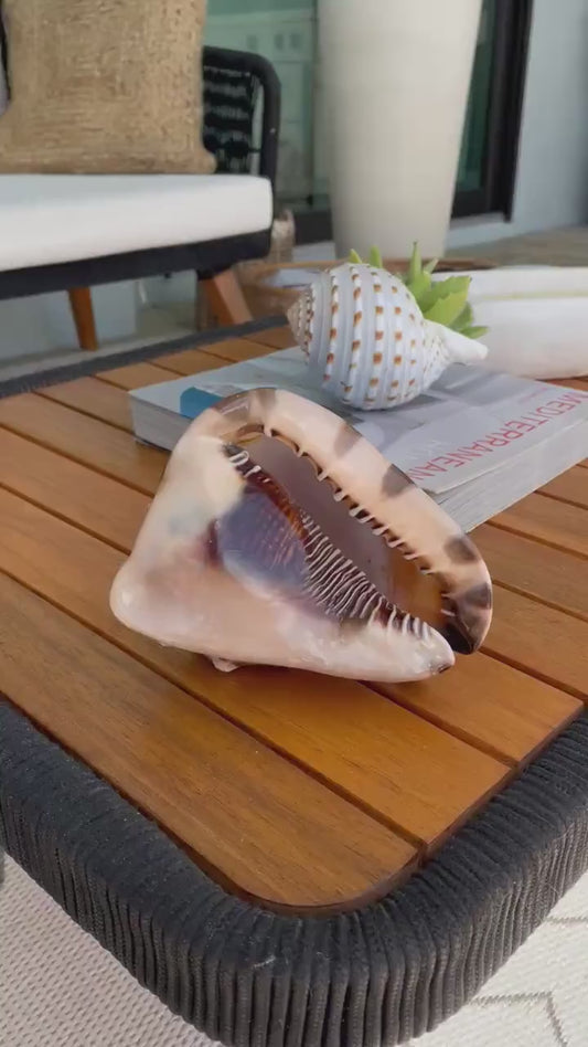 KING HORNED HELMET Shell *All Sizes* Natural Brown Patterned Display Seashell Coastal Décor