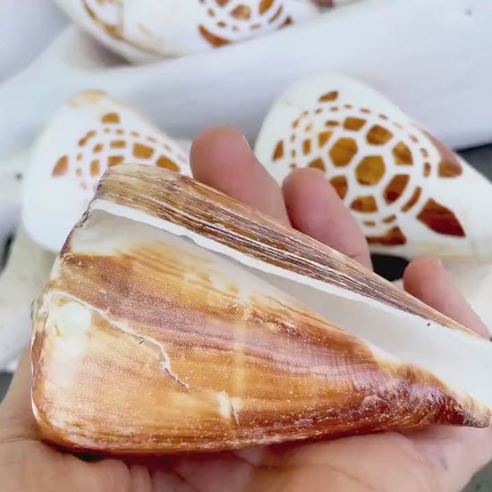 TURTLE CONE SHELL Hand Carved 3.5-4" Long Natural Coastal Gift Seashell Display Brown White
