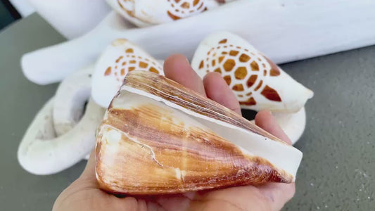 TURTLE CONE SHELL Hand Carved 3.5-4" Long Natural Coastal Gift Seashell Display Brown White