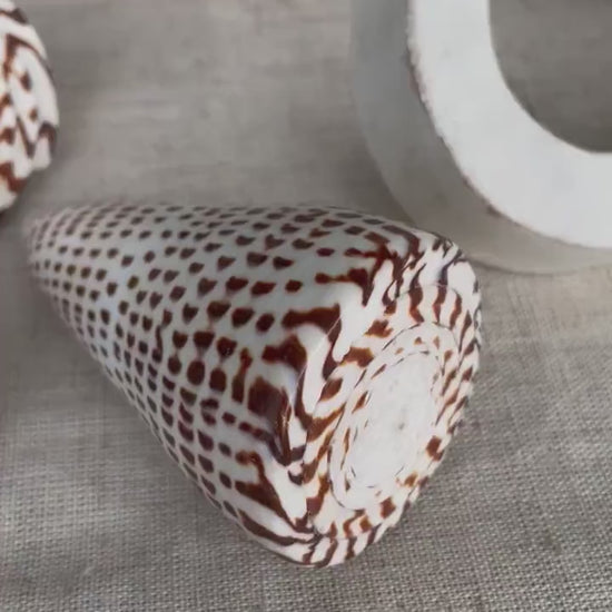 LETTERED CONE SHELL *All Sizes* Natural White Brown Spots Display Seashell Beach Nautical Décor Conus Litteratus