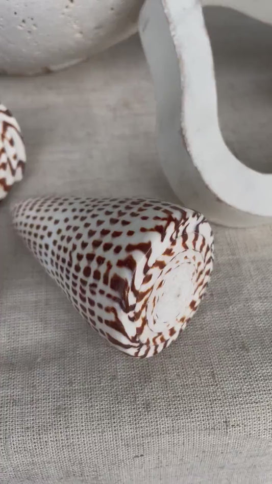 LETTERED CONE SHELL *All Sizes* Natural White Brown Spots Display Seashell Beach Nautical Décor Conus Litteratus