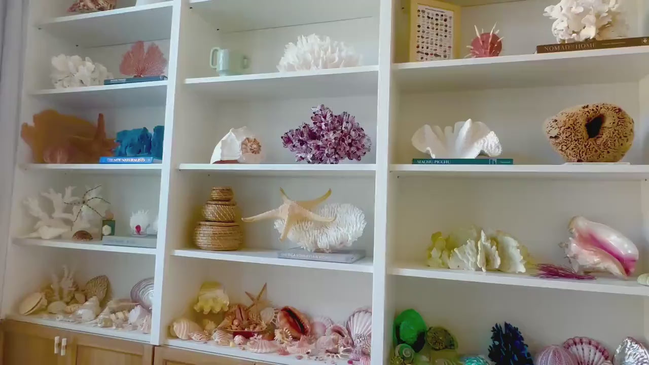 BLUE RIDGE Coral *All Sizes* Authentic Natural Real Sea Fossil Coastal Décor