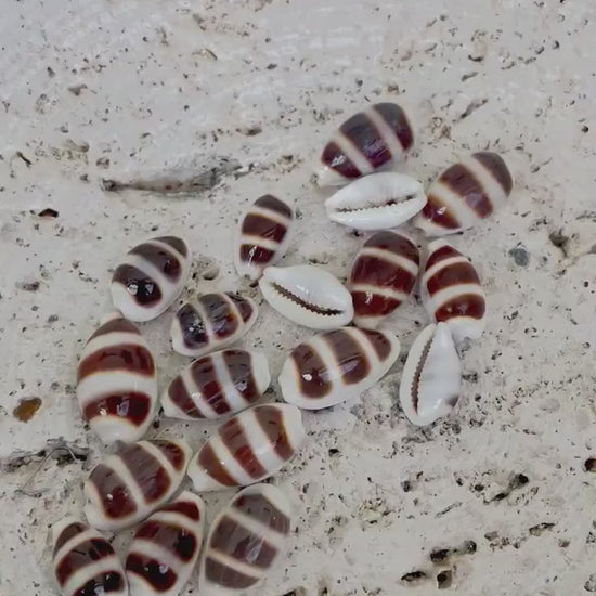Rare Asellus Cowrie Striped Cowry Display Shell 16-20mm Seashell