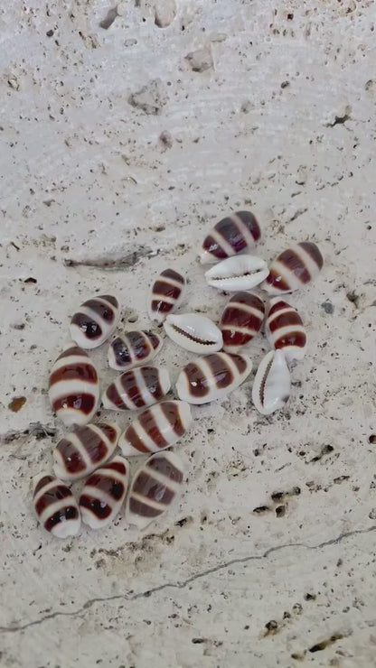 Rare Asellus Cowrie Striped Cowry Display Shell 16-20mm Seashell