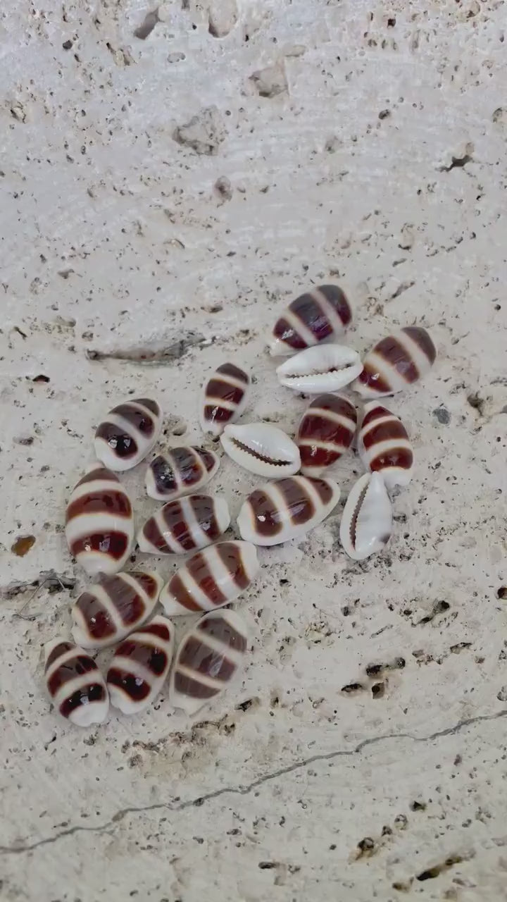 Rare Asellus Cowrie Striped Cowry Display Shell 16-20mm Seashell