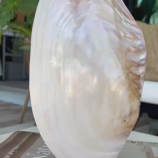 Giant Polished Full Mussel Shells: 7-10" Iridescent Mother of Pearl, Coastal Décor