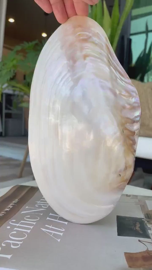 Giant Polished Full Mussel Shells: 7-10" Iridescent Mother of Pearl, Coastal Décor